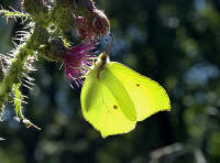 rhamni male web small - Learn Butterflies